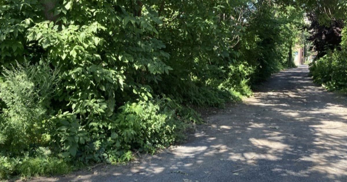 Une ruelle éponge pour mieux gérer l’eau de pluie à Mercier–Hochelaga-Maisonneuve 💧 Une « ruelle éponge » verra le jour à Mercier–Hochelaga-Maisonneuve pour limiter les risques d’inondations. #Montréal #Climat #InnovationUrbaine